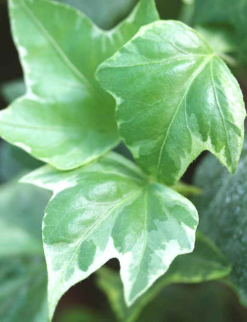 Hedera Helix variegata - Lierre blanc