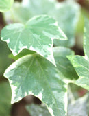 Hedera Helix variegata - Lierre blanc