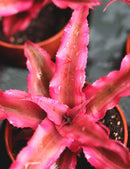 Cryptanthe bivittatus