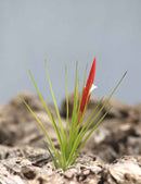 Tillandsia caulescens