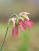 Sarracenia x mardi gras