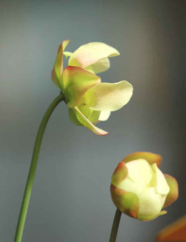 Sarracenia flava var. cuprea