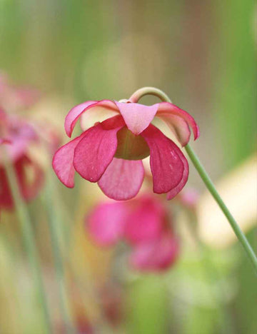 Sarracenia purpurea 'Sorrow'