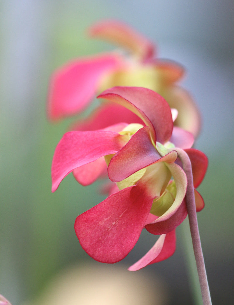 Sarracenia leucophylla hybride - Plante carnivore exceptionnelle