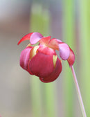 Sarracenia hybride fiona - Plante carnivore unique pour votre jardin