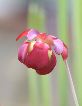 Sarracenia hybride fiona - Plante carnivore unique pour votre jardin