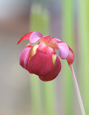 Sarracenia hybride fiona - Plante carnivore unique pour votre jardin