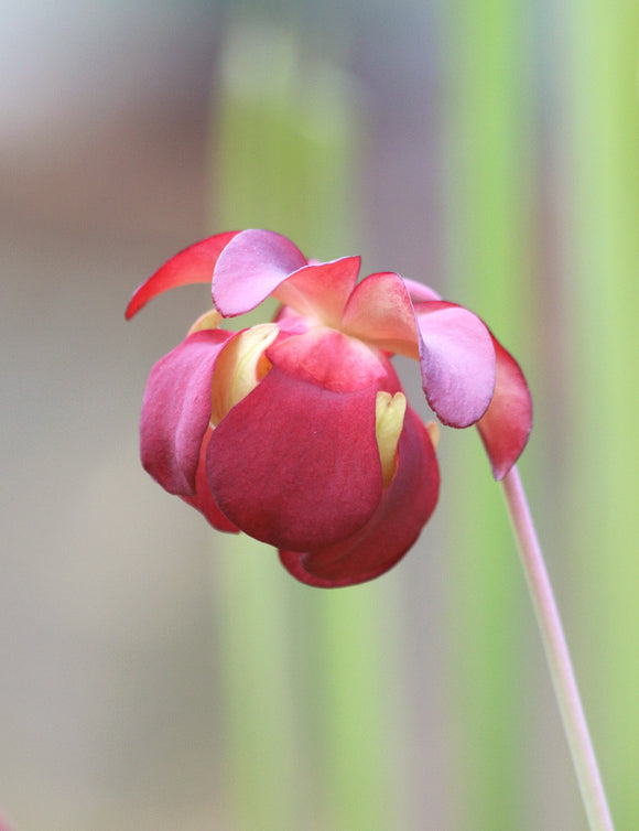 Sarracenia hybride fiona - Plante carnivore unique pour votre jardin