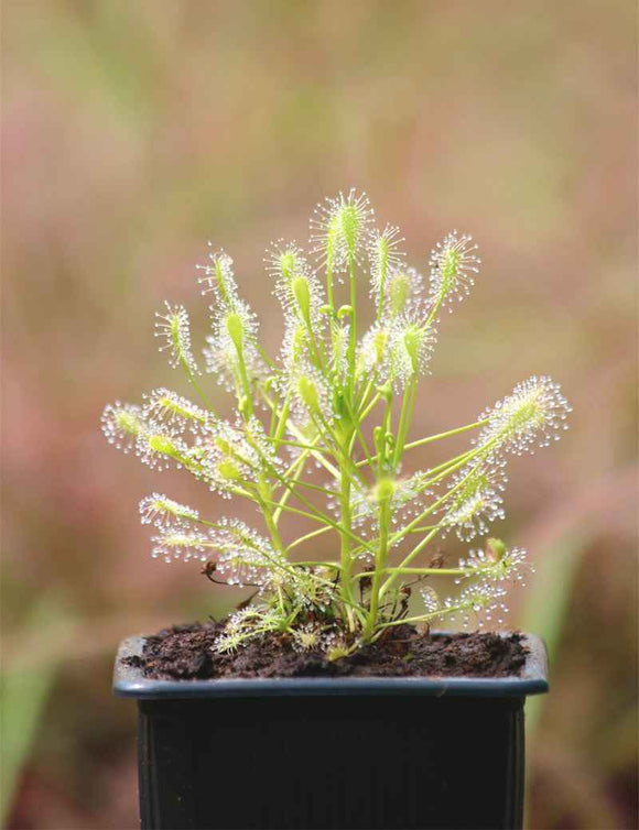 Drosera intermedia all green
