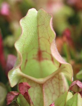 Sarracenia purpurea hybride