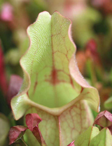 Sarracenia purpurea hybride