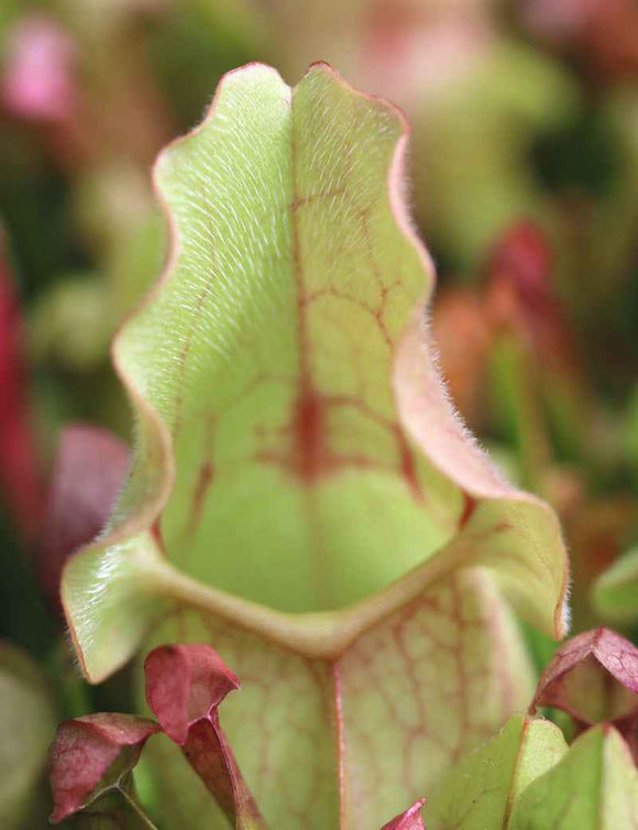 Sarracenia purpurea hybride