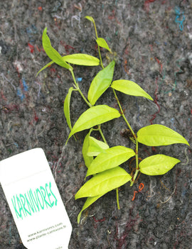 Ficus sagittata  à repiquer