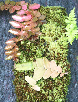 Plaque xaxim entière - Marcgravia sintenisii & autres