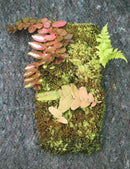 Plaque xaxim entière - Marcgravia sintenisii & autres