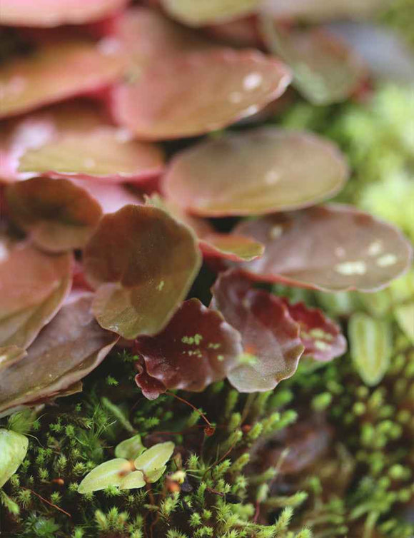 Plaque xaxim entière - Marcgravia sintenisii & autres