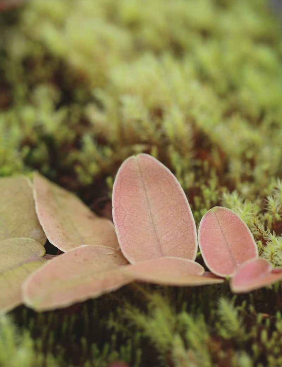 Plaque xaxim entière - Marcgravia sintenisii & autres