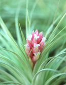 Tillandsia Houston