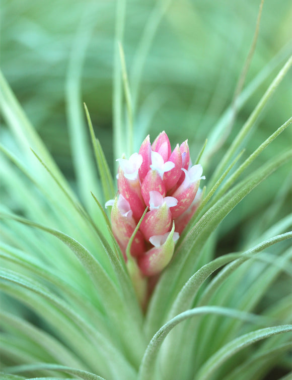 Tillandsia Houston