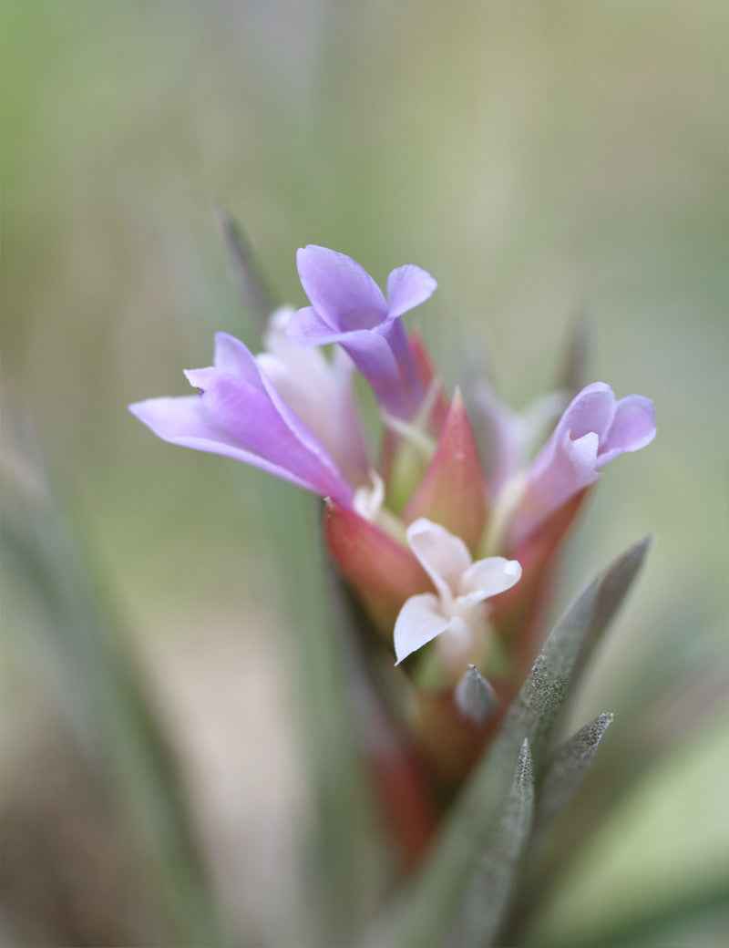 Tillandsia neglecta