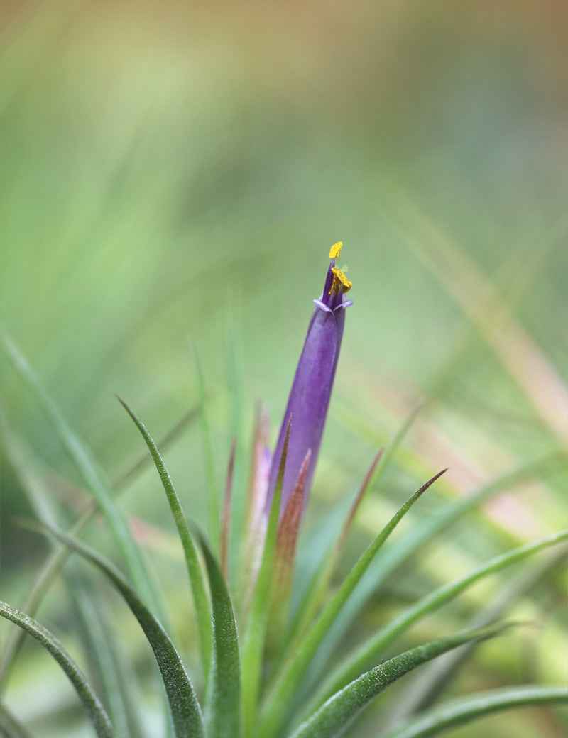 Tillandsia scaposa - 8 à 10 cm