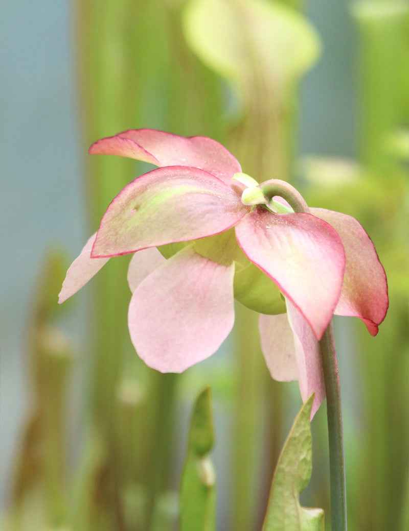Sarracenia x 'Paradisia Green Form'