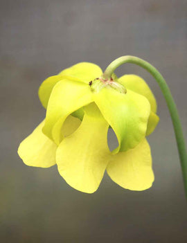 Sarracenia flava