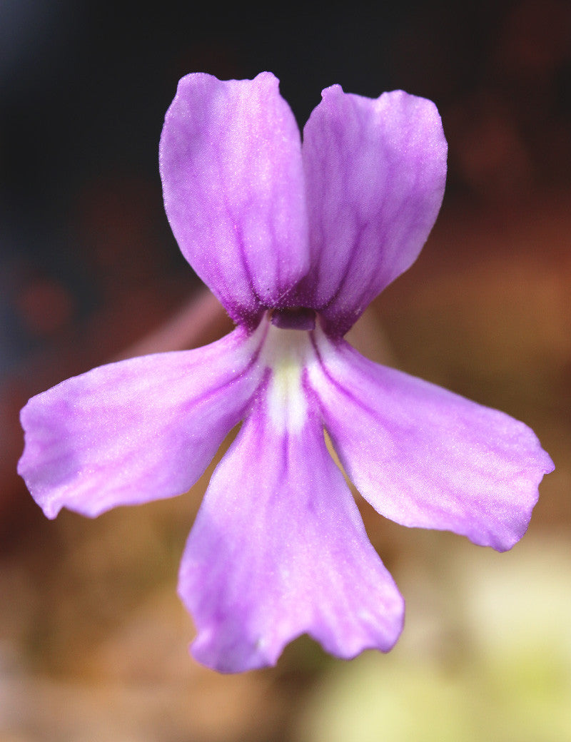 Pinguicula rectifolia plante carnivore - Une beauté naturelle pour votre collection