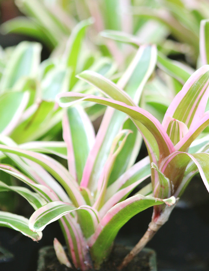 Neoregelia schultesiana variegata 'Hawaii' - Plante tropicale unique