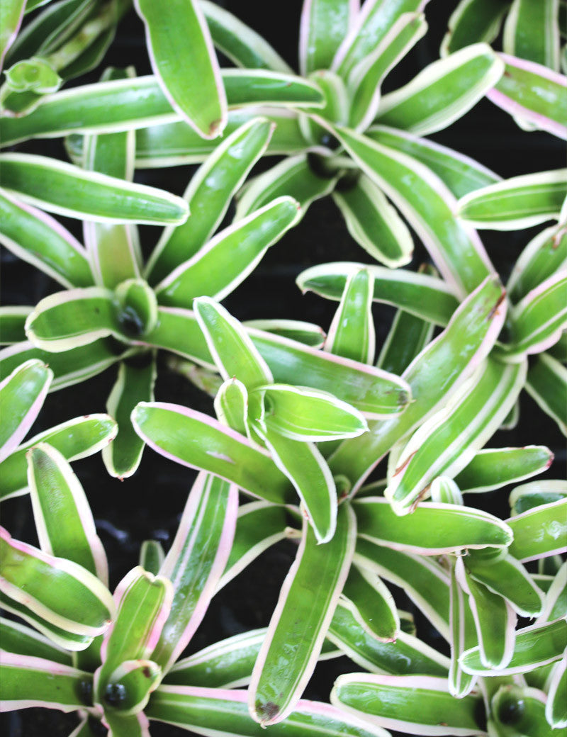 Neoregelia schultesiana variegata 'Hawaii' - Plante tropicale unique