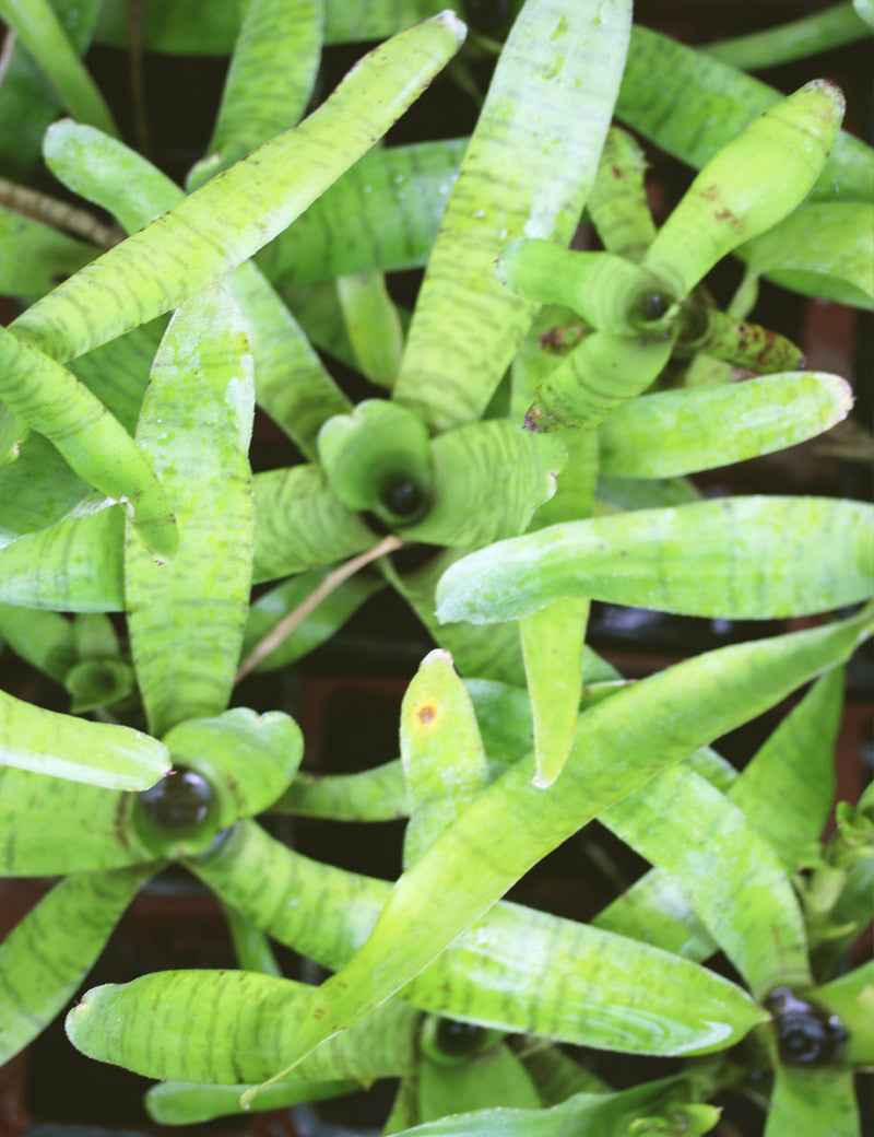 Neoregelia ampullacea