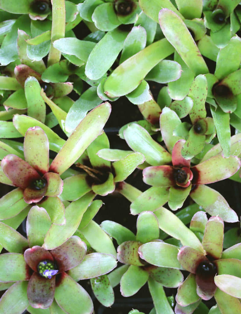 Neoregelia narziss - Plante d'intérieur élégante et facile à entretenir