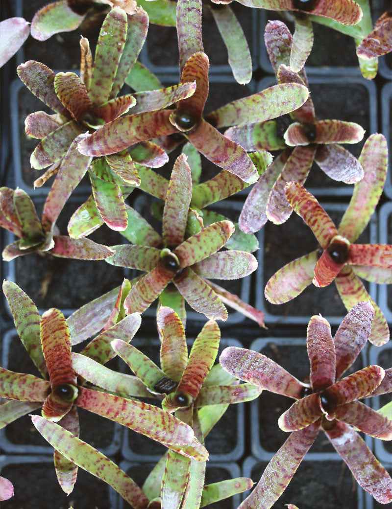 Neoregelia 'Adonis'