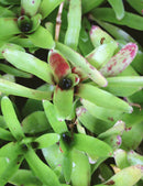 Neoregelia 'Ajax'
