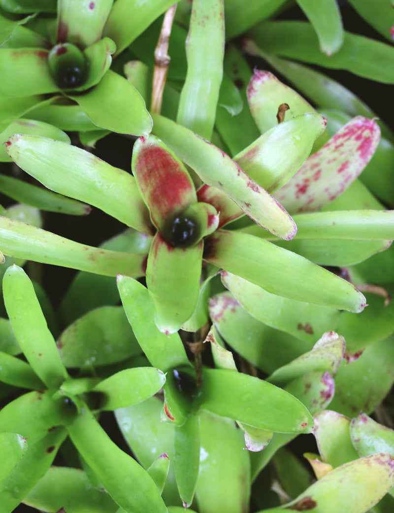 Neoregelia 'Ajax'