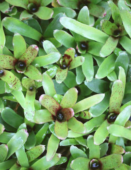 Neoregelia schultesiana 'Hawaii'