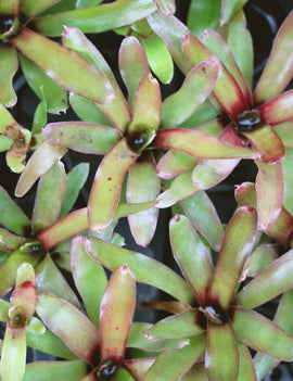 Neoregelia Mephisto plante d'intérieur pour une décoration intérieure parfaite