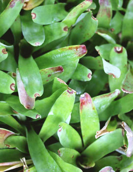 Neoregelia abendrothae