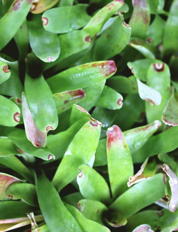 Neoregelia abendrothae