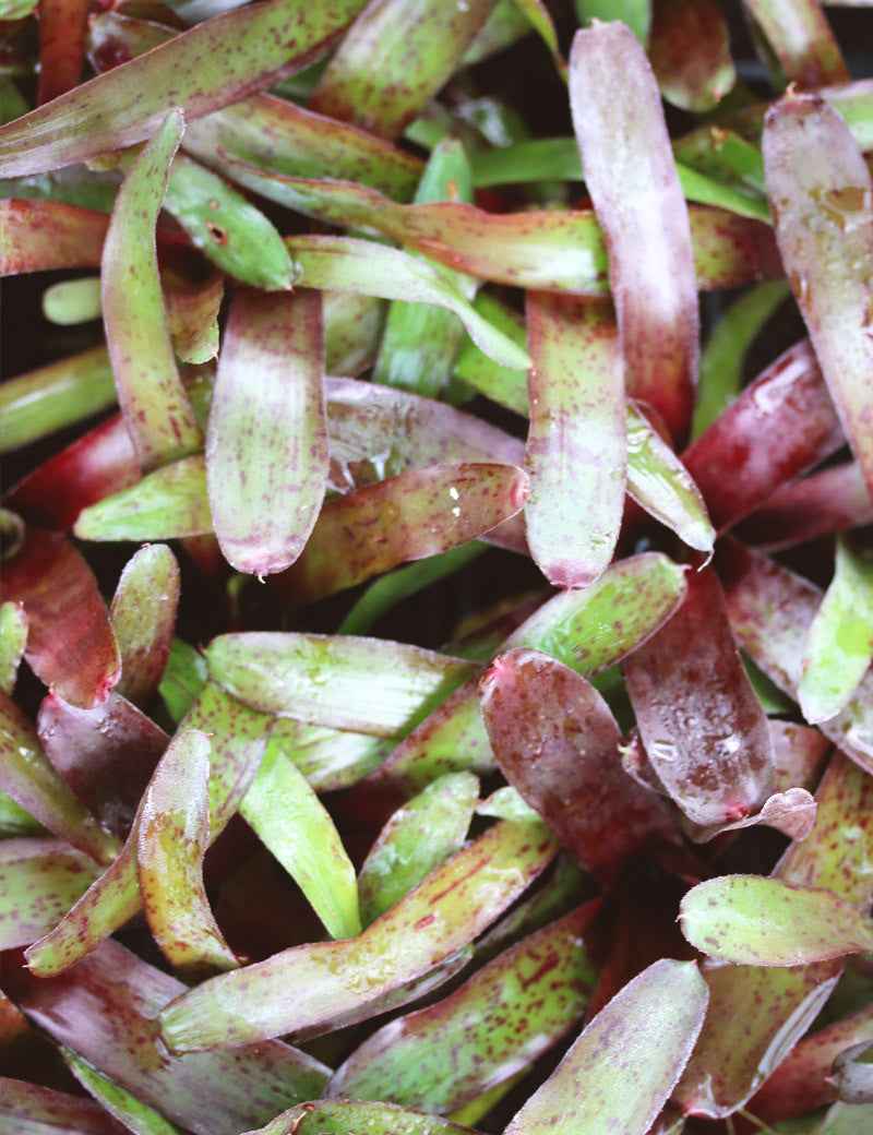 Neoregelia Amazon