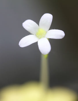 Pinguicula agnata plante carnivore - Découvrez cette magnifique plante insectivore