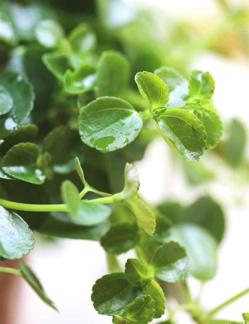 Pilea depressa
