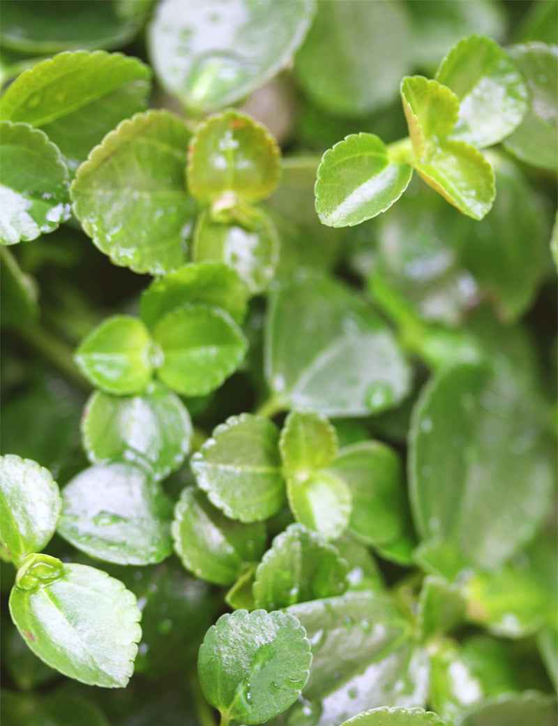 Pilea depressa