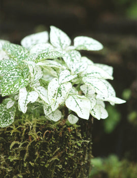 Hypoestes blanc raciné en xaxim