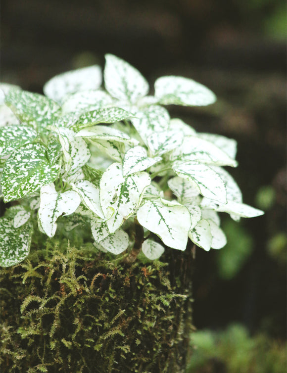 Hypoestes blanc raciné en xaxim
