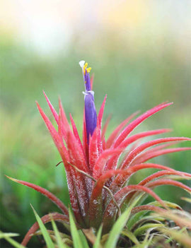 Tillandsia ionantha 'Mexico' - 7 à 9 cm
