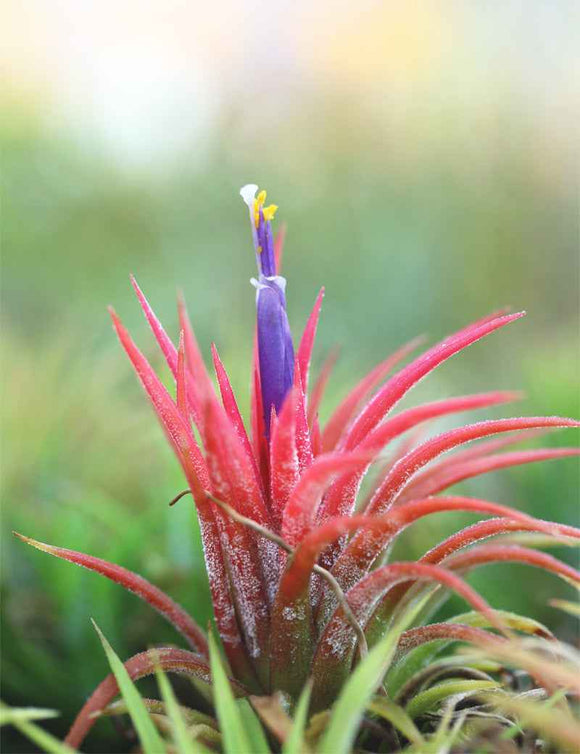 Tillandsia ionantha 'Mexico' - 7 à 9 cm