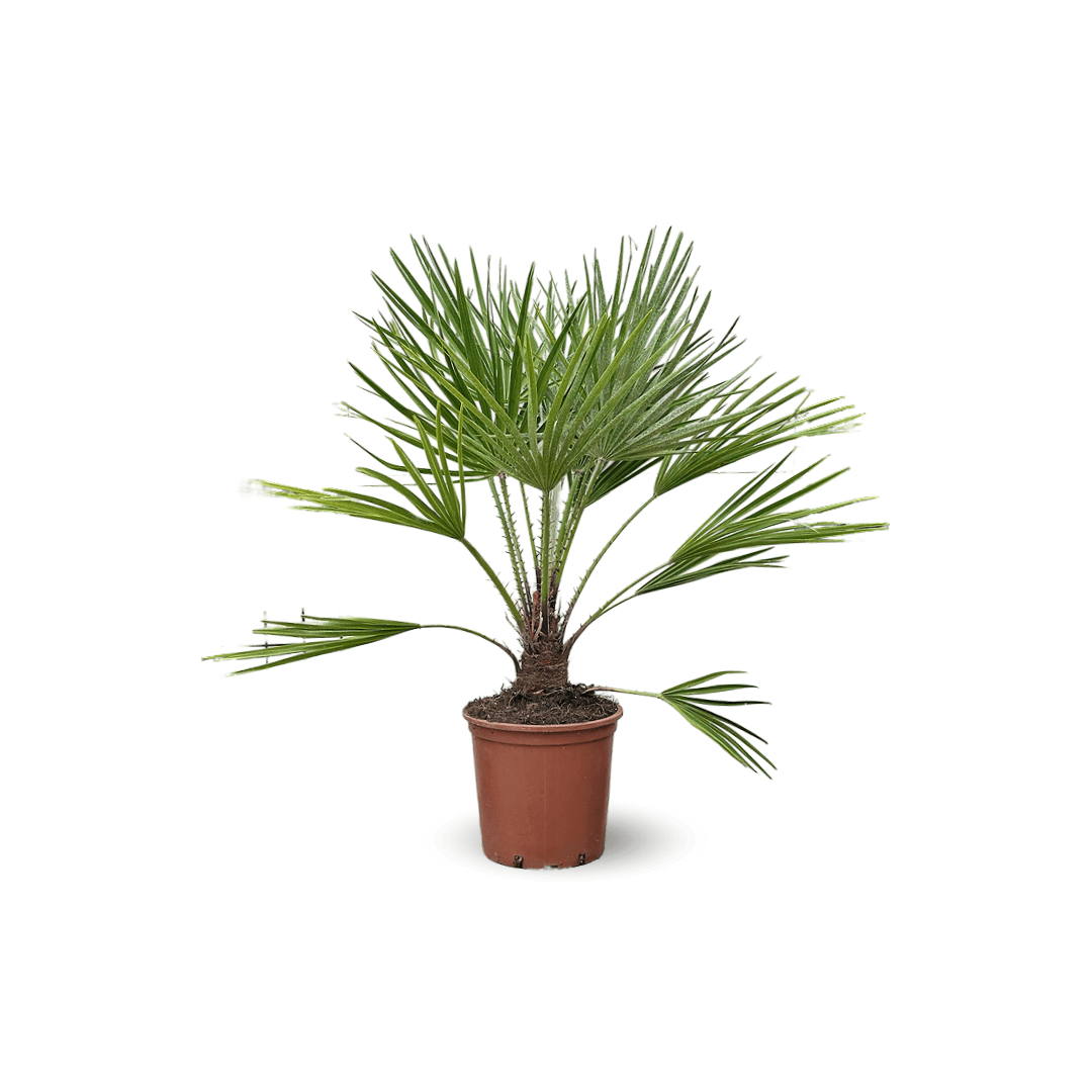 Chamaerops Humilis 80 cm - clicktofournisseur.com