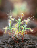 Drosera scorpioides