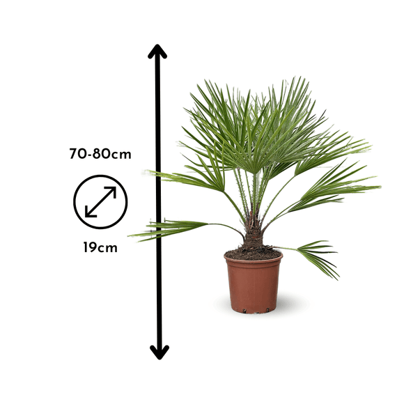 Chamaerops Humilis 80 cm - clicktofournisseur.com